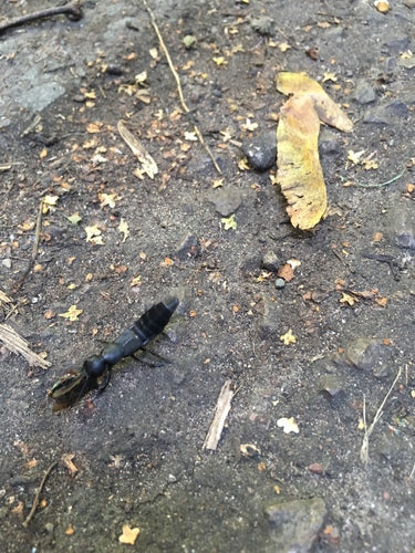 Rot kever — Bild 1