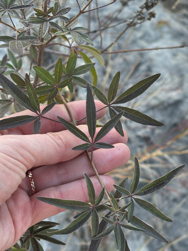 Monnik peper — Silberkraft