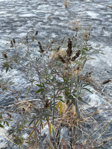 Monnik peper — Silberkraft