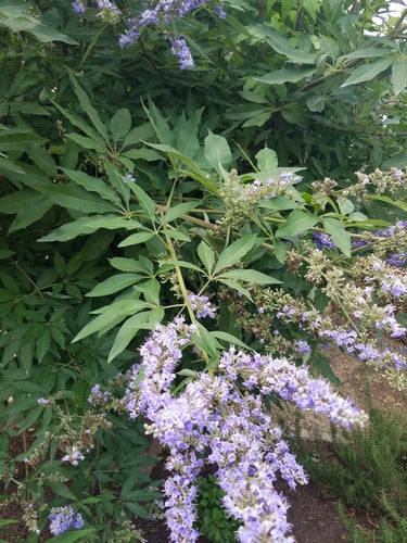 Monnik peper — Bild 5