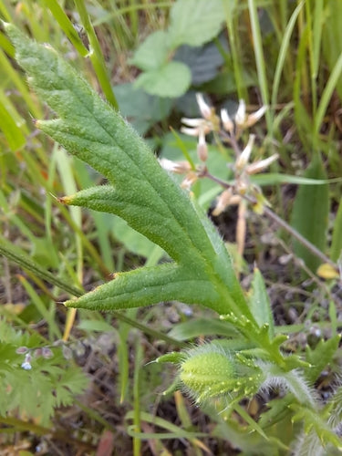 Papaver — Bild 5