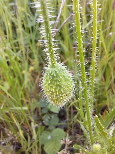 Papaver — Bild 4