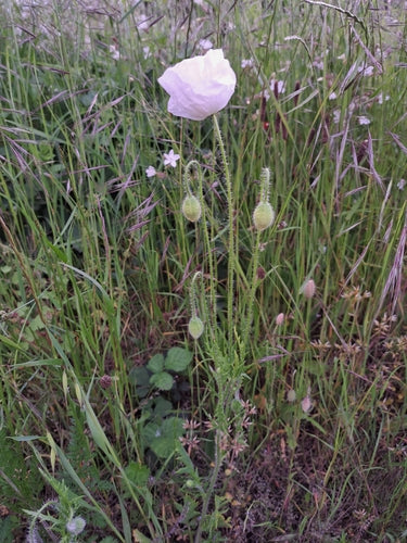 Papaver — Bild 3