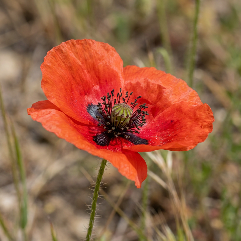 Papaver