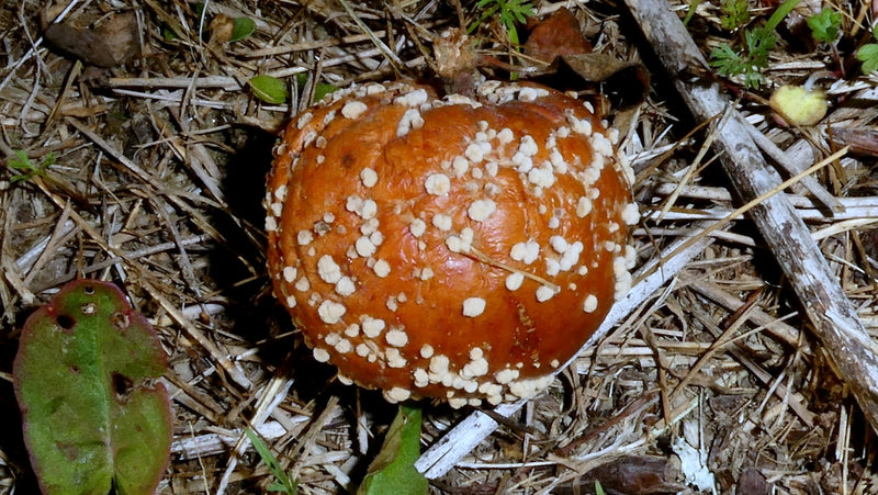Monilia — foto 2 van 8