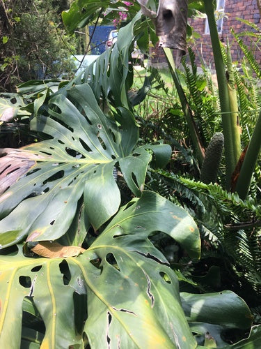 Monstera — Bild 3