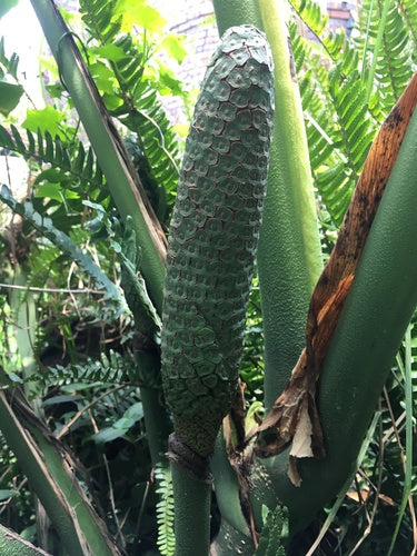 Monstera — Bild 4