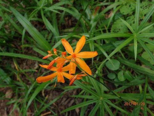 Montbretia — Bild 5