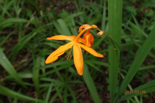 Montbretia — Bild 4