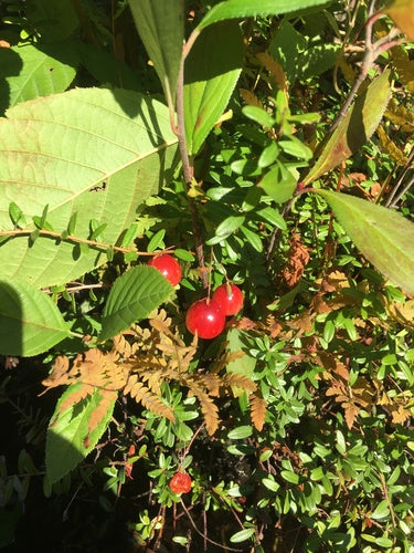cranberry — Bild 5