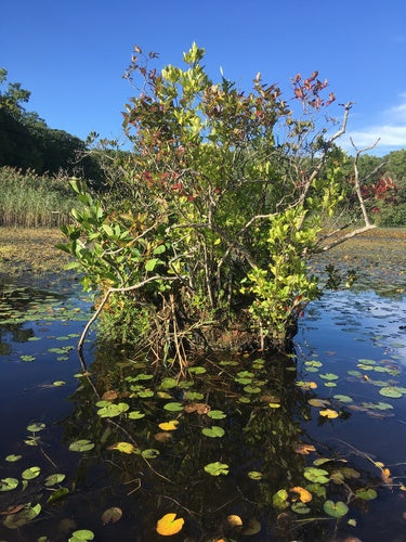 cranberry — Bild 4