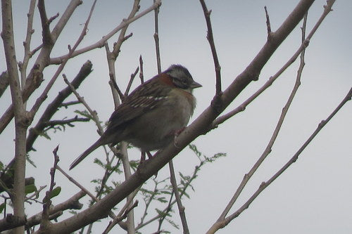 ochtend bungelen — foto 4 van 9