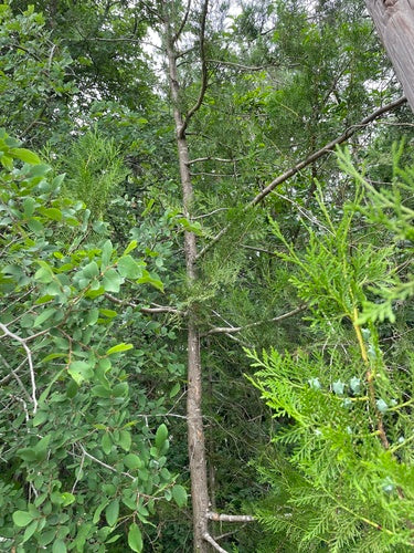 Oosterse levensboom — foto 5 van 11