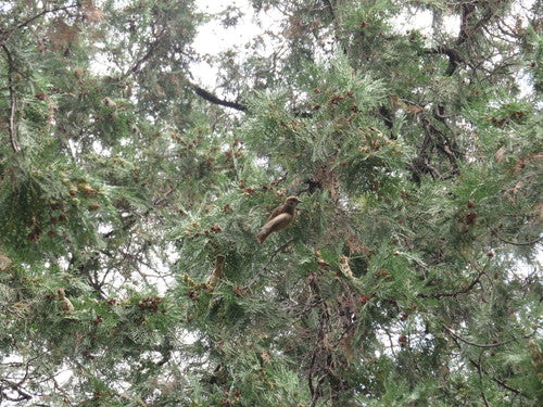 Oosterse levensboom — foto 4 van 11