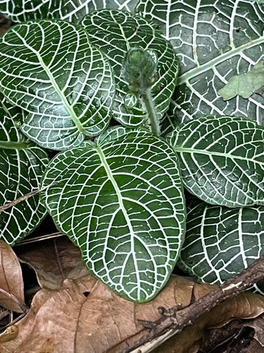 mozaïek plant — Bild 2