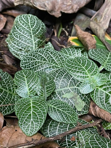 mozaïek plant — Bild 1