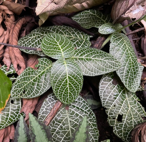 mozaïek plant — Bild 3