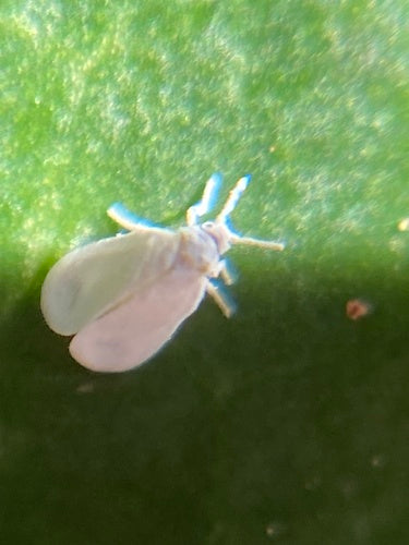Insect op de schaal van de mot — Bild 3