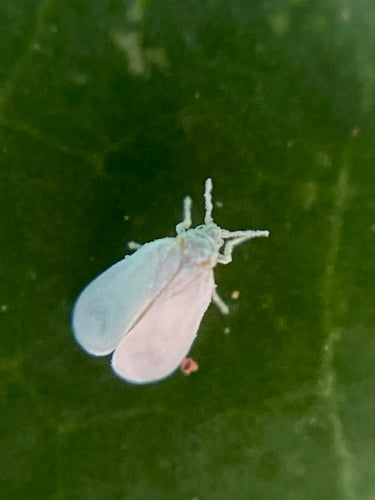 Insect op de schaal van de mot — Bild 2