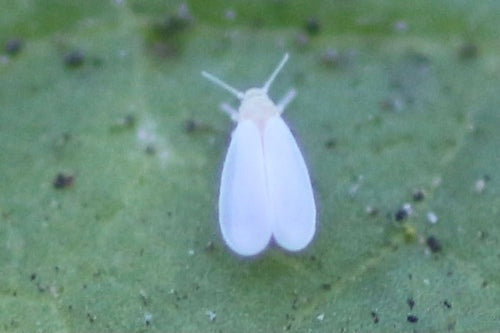 Insect op de schaal van de mot — Bild 5