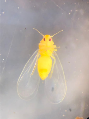 Insect op de schaal van de mot — Bild 4