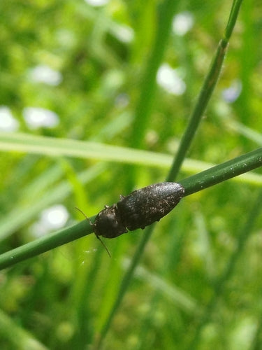 Mucor (hoofdschimmel) — Bild 4