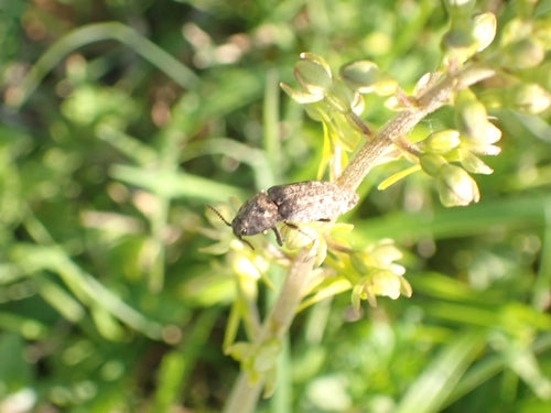 Mucor (hoofdschimmel) — Bild 5