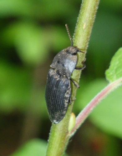 Mucor (hoofdschimmel) — Bild 1