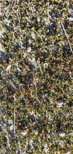 Mühlenbeckia — Bild 4