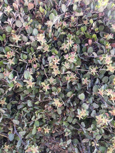 Mühlenbeckia — Bild 1