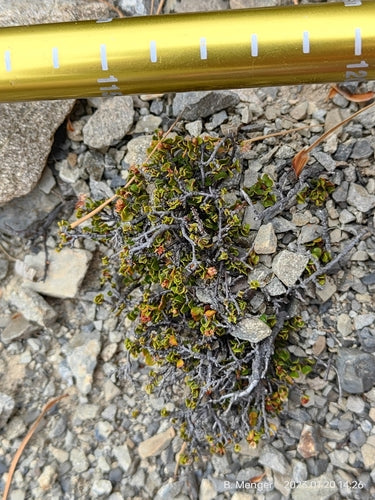 Mühlenbeckia — Bild 3