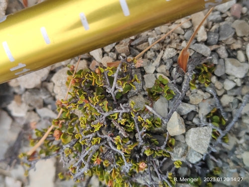 Mühlenbeckia — Bild 2