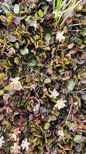 Mühlenbeckia — Bild 5