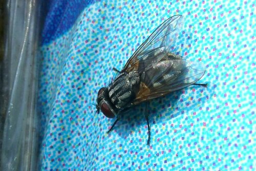 Musca Autumnalis — Bild 5