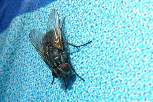 Musca Autumnalis — Bild 4