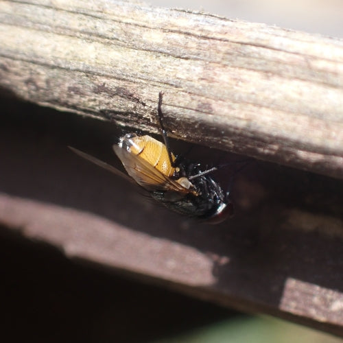 Musca Autumnalis — foto 3 van 9