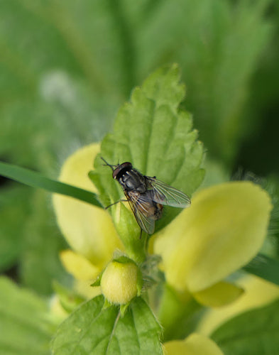 Musca Autumnalis — Bild 3