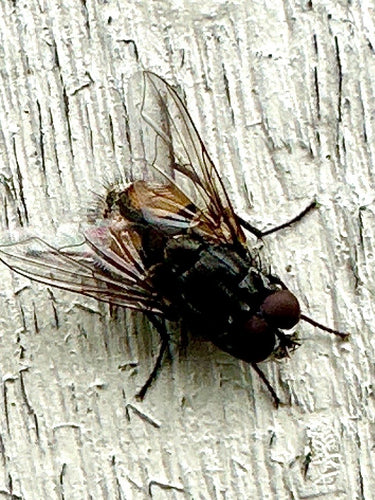 Musca Autumnalis — foto 2 van 9
