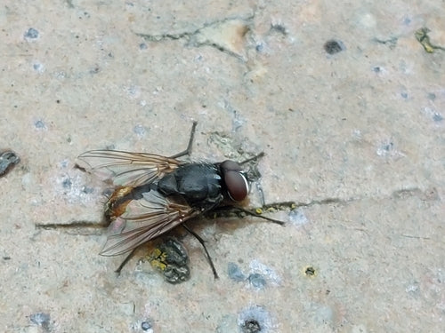 Musca Autumnalis — Bild 2