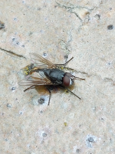 Musca Autumnalis — Bild 1