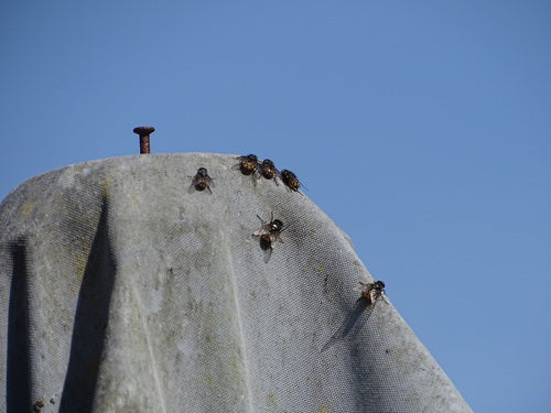 Musca Autumnalis — foto 5 van 9