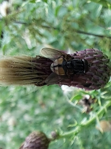 Musca Autumnalis — foto 4 van 9