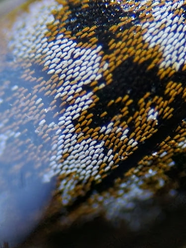 Museum- of kastkevers — Bild 2