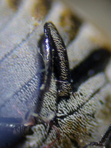 Museum- of kastkevers — Bild 4