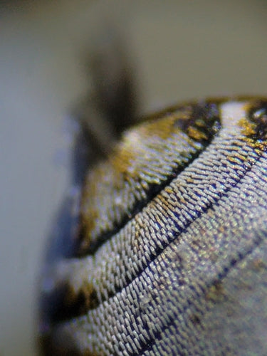 Museum- of kastkevers — Bild 5