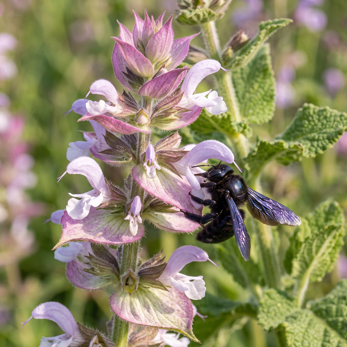 Blüte von Muskateller-Salbei (Salvia sclarea) in Nahaufnahme (KI-generiert)