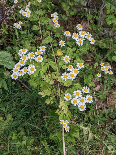 Moederkruid — Bild 4