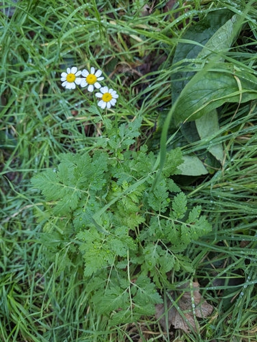 Moederkruid — Bild 5