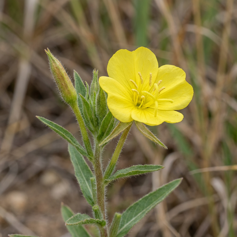 Teunisbloem