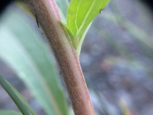 Teunisbloem — Bild 5